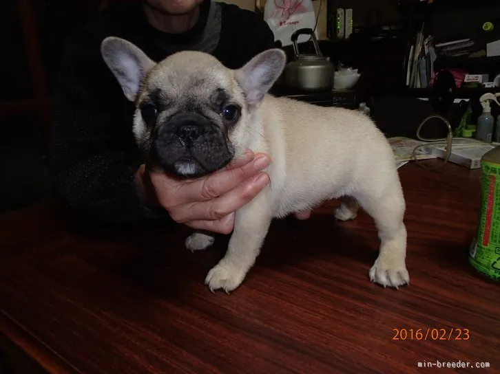 ももた 様のお迎えした子犬