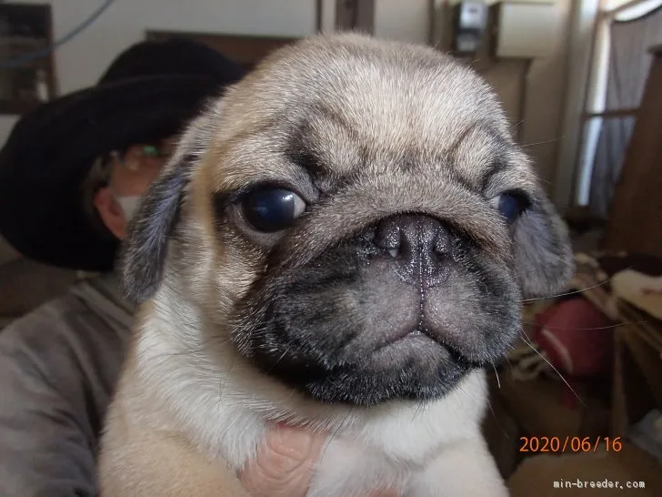ID:2006-01777の子犬