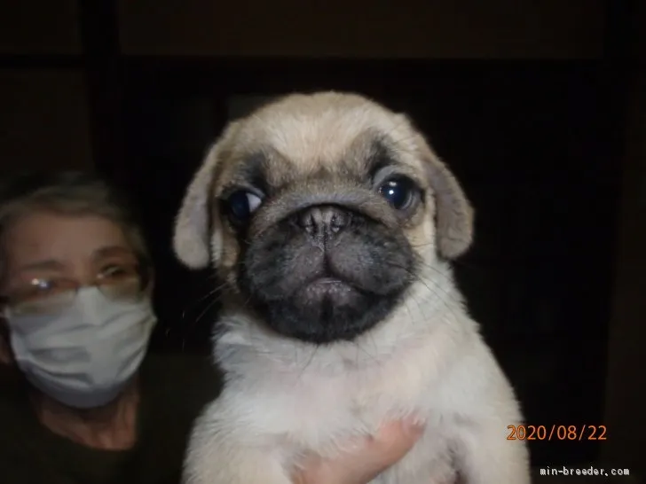 ID:2008-02647の子犬