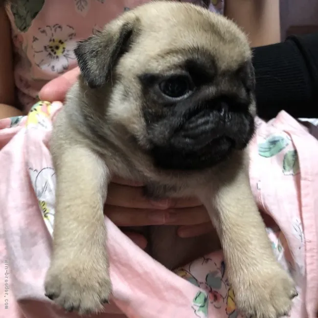 ID:1910-01386の子犬