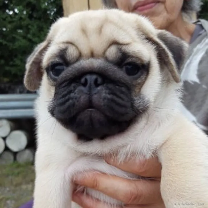 ID:2308-04882の子犬