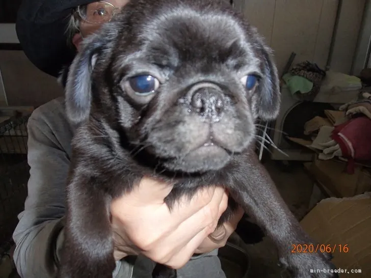 優凛愛ママ 様のお迎えした子犬