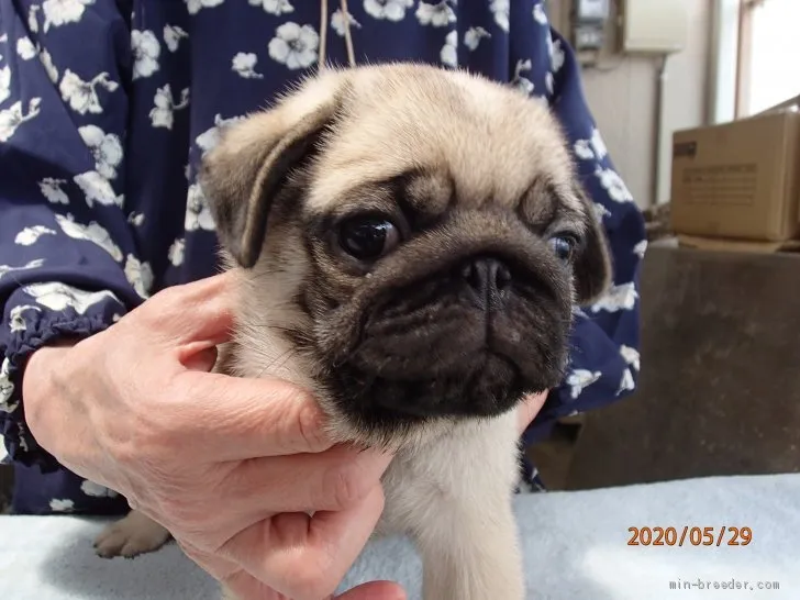 ID:2005-03608の子犬