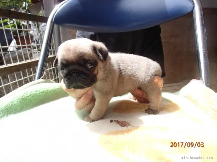 ID:1708-01871の子犬