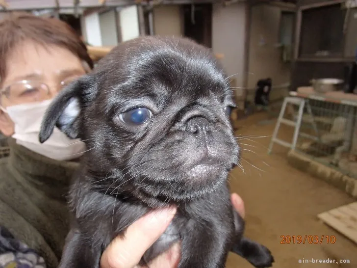 ID:1903-01160の子犬