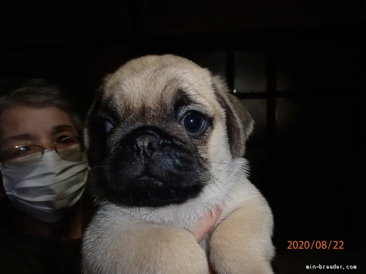ID:2008-02645の子犬