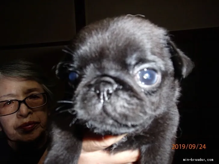ID:1910-00764の子犬