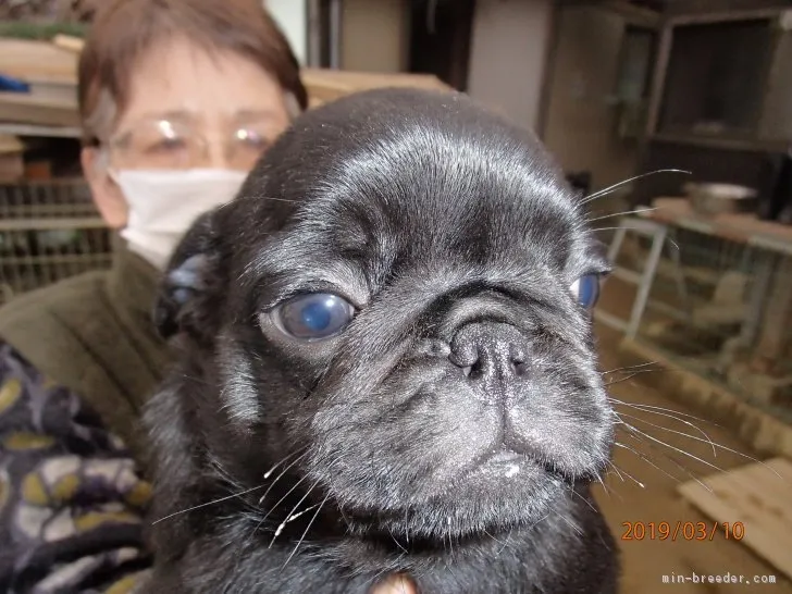 ID:1903-01161の子犬