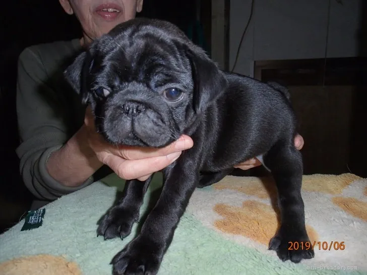 のりちゃん 様のお迎えした子犬