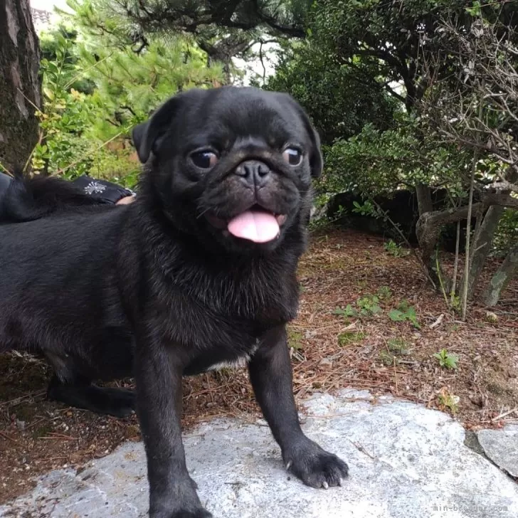 ID:2405-06389の子犬