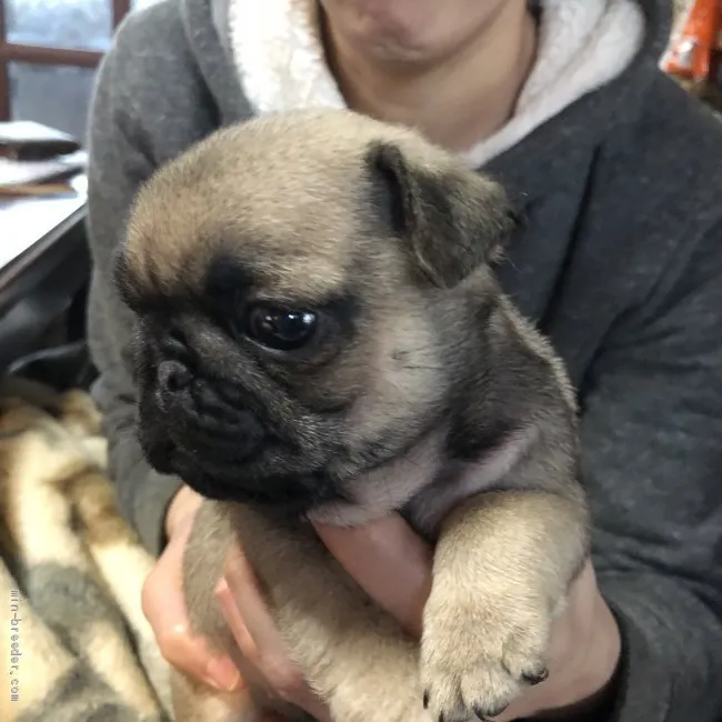 ゆか 様のお迎えした子犬