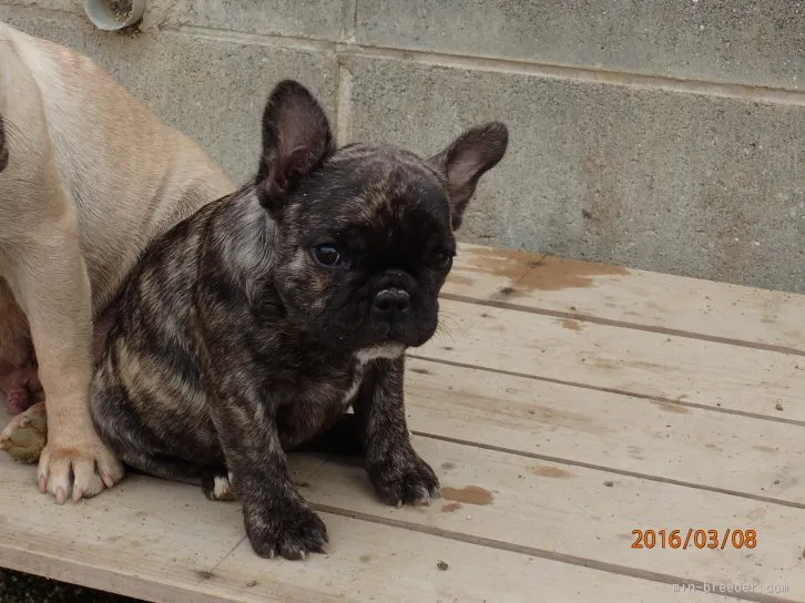 まる 様のお迎えした子犬