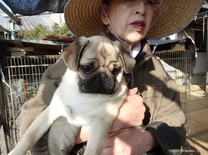 ID:1507-01245の子犬