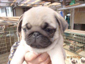 パグ【佐賀県・男の子・2019年1月9日・フォーン】の写真「　優良血統です♪」