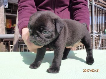パグ【佐賀県・男の子・2017年1月16日・ブラック】の写真「貴重なブラック」