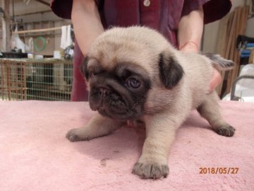 パグ【佐賀県・女の子・2018年5月5日・フォーン】の写真「　見学お待ちしてます♪」