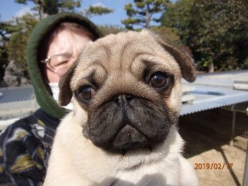 パグ【佐賀県・男の子・2018年11月19日・フォーン】の写真「　優良血統です♪」