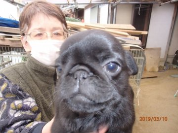 パグ【佐賀県・男の子・2019年1月6日・ブラック】の写真「　優良血統！」