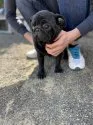 パグ【佐賀県・男の子・2021年6月6日・ブラック】の写真4