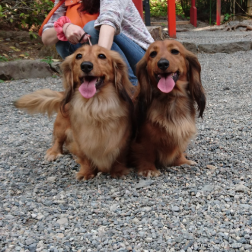 ダックス フンド 子犬 譲り ます