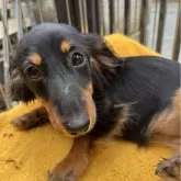 ミニチュアダックスフンド(ロング)【宮城県・女の子・2025年3月7日・ブラックタン】の写真1