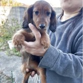 ミニチュアダックスフンド(ロング)