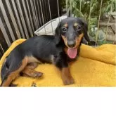 ミニチュアダックスフンド(ロング)【宮城県・女の子・2025年3月7日・ブラックタン】の写真2