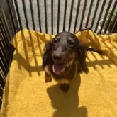 ミニチュアダックスフンド(ロング)【宮城県・男の子・2025年3月7日・チョコタン】の写真3