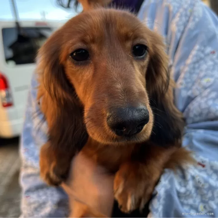 ID:2308-01279の子犬