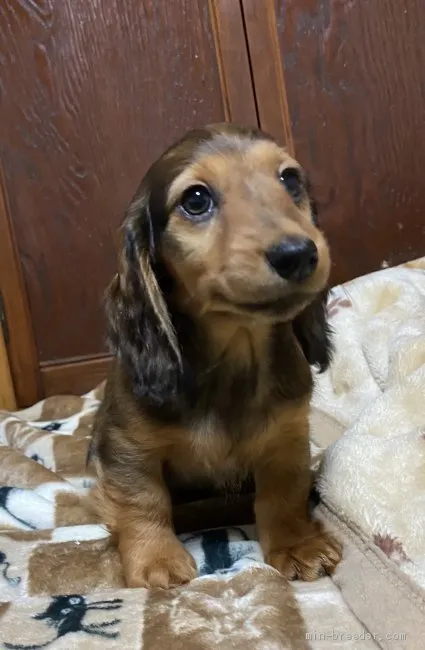 あん 様のお迎えした子犬