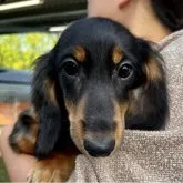 ミニチュアダックスフンド(ロング)【宮城県・男の子・2023年6月8日・ブラックタン】の写真1