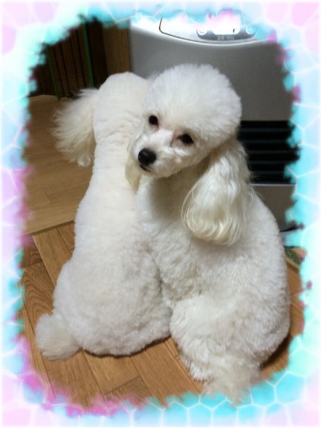 仲良し親子♪♪♪｜久野　雅子(ひさの　まさこ)ブリーダー(岡山県・トイプードルなど・JKC登録)の紹介写真2