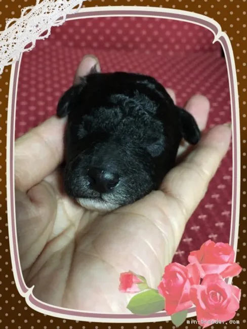 ID:1706-02050の子犬