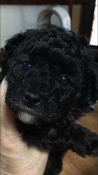 トイプードル(タイニー)【岡山県・女の子・2018年5月10日・シルバー】の写真「とってもキュートな女の子♪」