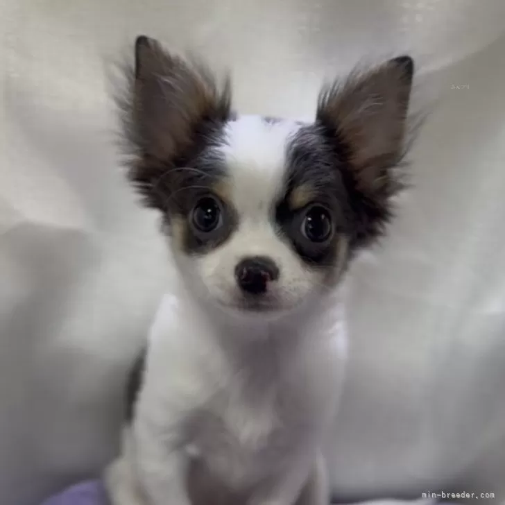 ID：2503-00268の子犬