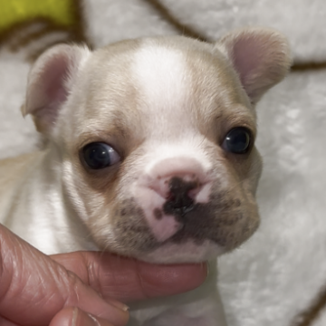 フレンチブルドッグ【神奈川県・男の子・2025年10月12日・クリーム】の写真「混合ワクチンは別途料金がかかります。」
