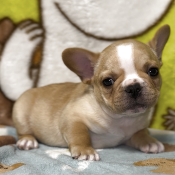 フレンチブルドッグ【神奈川県・男の子・2025年9月25日・フォーン】の写真「混合ワクチンは別途料金がかかります。」
