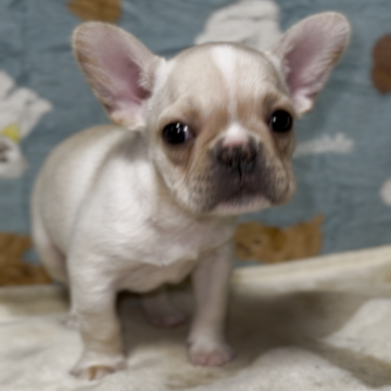 フレンチブルドッグ【神奈川県・女の子・2025年10月12日・クリーム】の写真「混合ワクチンは別途料金がかかります。」