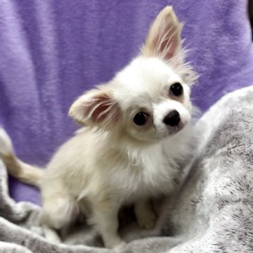 チワワ(ロング)【神奈川県・男の子・2025年6月24日・クリーム&ホワイト】の写真「猿期落ち着いてきました🐒💓可愛い男の子です」