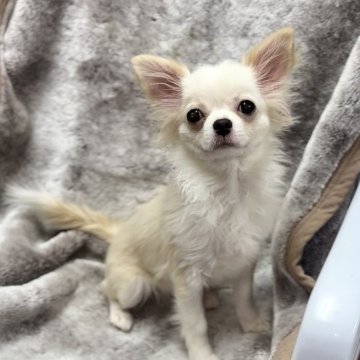 チワワ(ロング)【神奈川県・男の子・2025年6月24日・クリーム&ホワイト】の写真「猿期落ち着いてきました🐒💓可愛い男の子です」