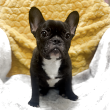 フレンチブルドッグ【神奈川県・女の子・2025年5月28日・ブリンドル】の写真「混合ワクチンは別途料金がかかります。」