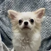 チワワ(ロング)