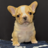 フレンチブルドッグ