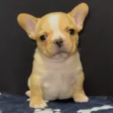 フレンチブルドッグ