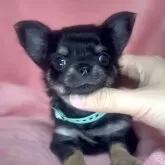 チワワ(ロング)