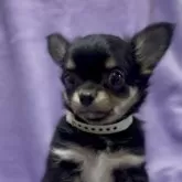 チワワ(ロング)