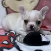 フレンチブルドッグ