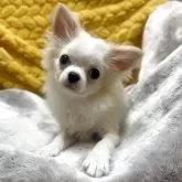 チワワ(ロング)