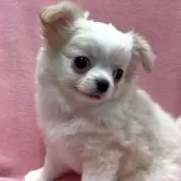 チワワ(ロング)