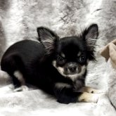 チワワ(ロング)